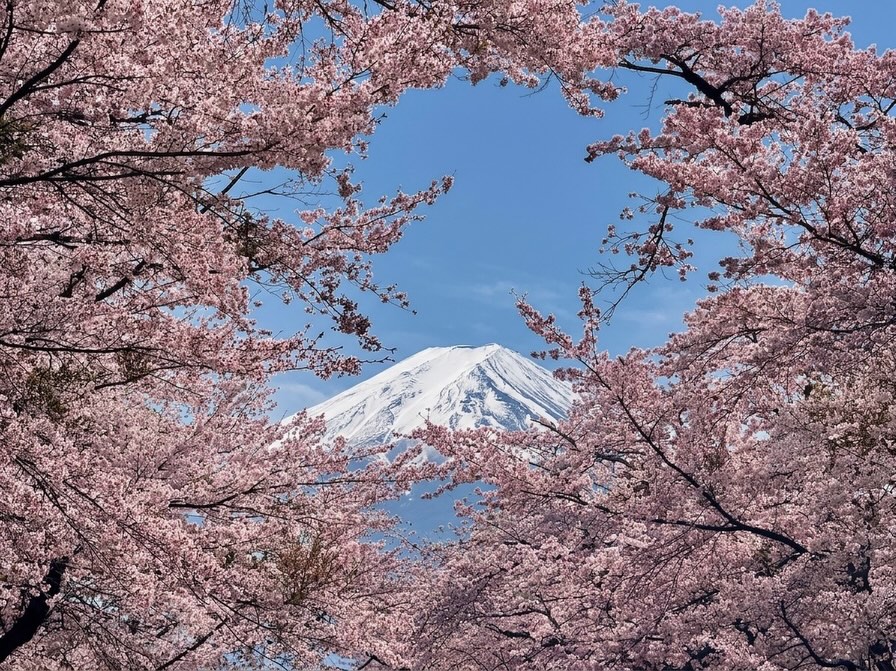 Sakura in Japan 🌸🗻🌸 บริการรถส่วนตัวพร้อมคนขับคนไทยในญี่ปุ่น 🚌🚐🚗 รถและพนักงานทุกคนมีใบอนุญาตถูกต้องตามกฏหมายของประเทศญี่ปุ่น 🇯🇵 🇯🇵 🇯🇵 สนใจสามารถสอบถามทางข้อความ หรือ Comment หรือจะตามลิ๊งด้านล่างได้เลยครับ If you need more information, please feel free to contact us via the link below Website : https://touristservice-planning.com FB : https://www.facebook.com/JapanTSP IG : https://www.instagram.com/touristserviceplanning Tiktok : https://www.tiktok.com/@tsp.tourist.service Line : https://page.line.me/tsp-japan Line Official ID : @tsp-japan
